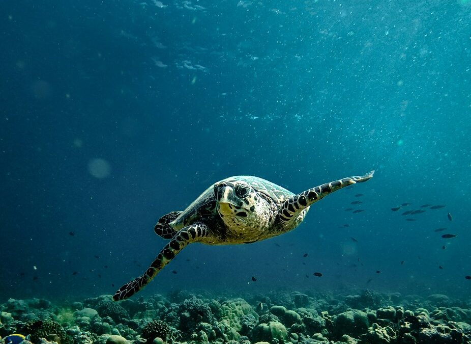 Raa Atoll, Malediven